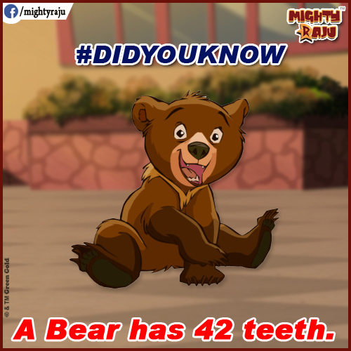 a bear has 42 teeth
